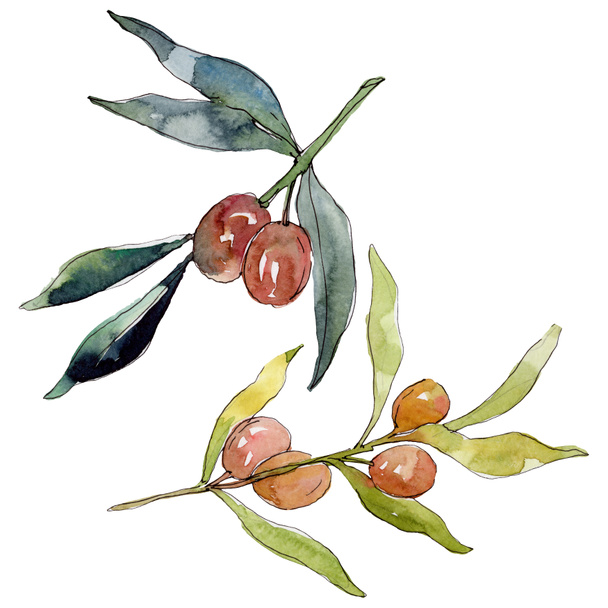 Olivová větev se zeleným ovocem. Vodný obrázek pozadí-barevný. Akvarel na kreslicím módu Aquarelle. Ojedinělý prvek ilustrace. - Fotografie, Obrázek