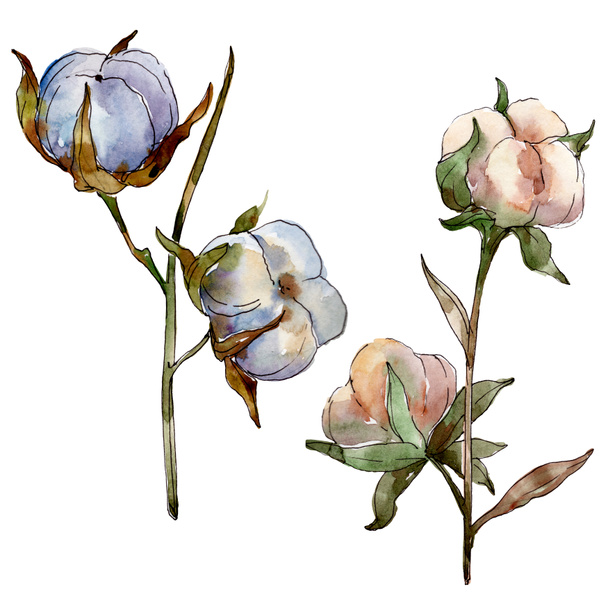 White cotton floral botanical flowers. Watercolor background illustration set. Isolated cotton illustration element. - Fotoğraf, Görsel