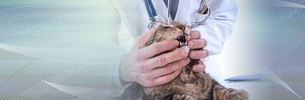 猫の歯を調べる獣医;パノラマバナー - 写真・画像