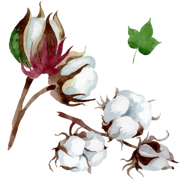 白い綿の花の植物の花 野生の春の葉の野生の花 水彩背景イラストセット 水彩画ファッションアクアレル 絶縁コットンイラスト要素 ロイヤリティフリー 写真 画像素材