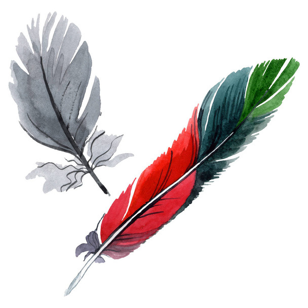 Plume d'oiseau colorée de l'aile isolée. Ensemble d'illustration de fond aquarelle. Élément isolé d'illustration de plumes
. - Photo, image