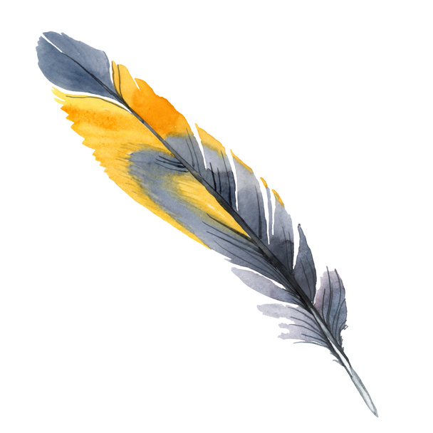 Colorful bird feather from wing isolated. Watercolor background illustration set. Isolated feather illustration element. - Fotoğraf, Görsel
