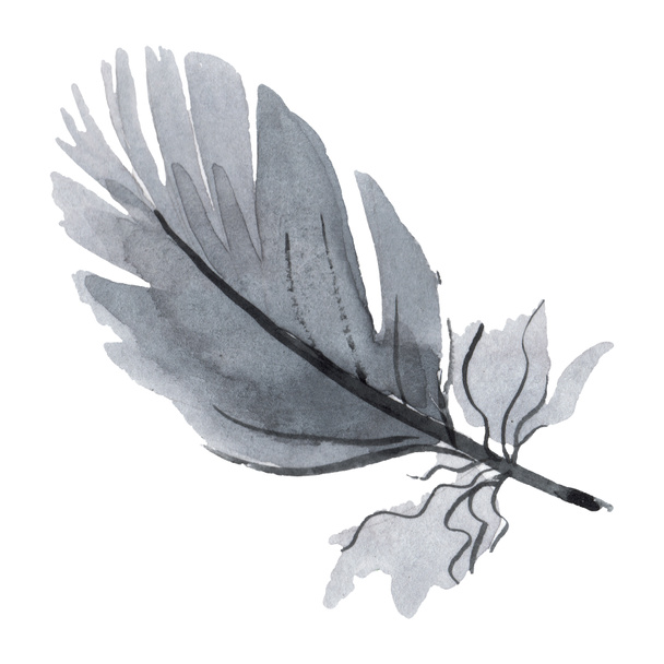 Plume d'oiseau colorée de l'aile isolée. Ensemble d'illustration de fond aquarelle. Élément isolé d'illustration de plumes
. - Photo, image