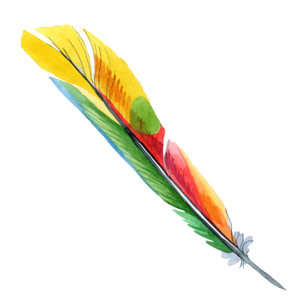 Colorful bird feather from wing isolated. Watercolor background illustration set. Isolated feather illustration element. - 写真・画像