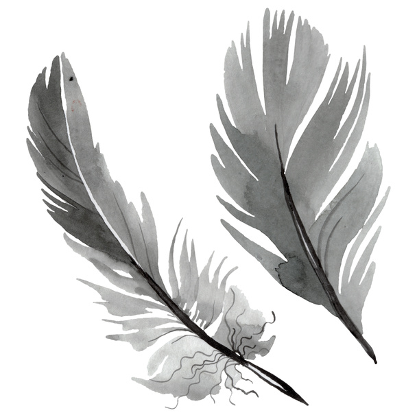 Барвисте пташине перо з крила ізольоване. Набір ілюстрацій для акварельного фону. Ізольований елемент ілюстрації пір'я
. - Фото, зображення