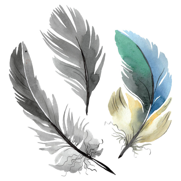 Colorful bird feather from wing isolated. Watercolor background illustration set. Isolated feather illustration element. - 写真・画像