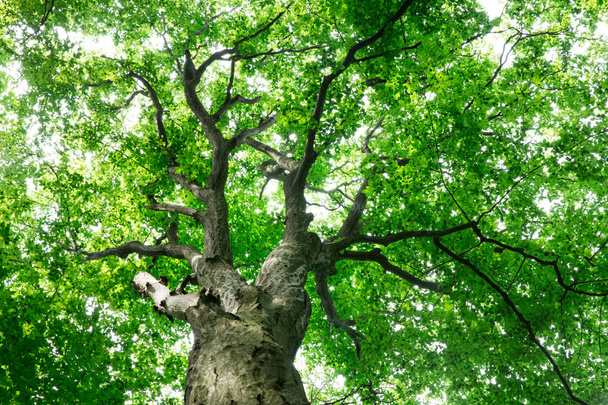 лісові дерева. природа зелене дерево фони сонячного світла
 - Фото, зображення
