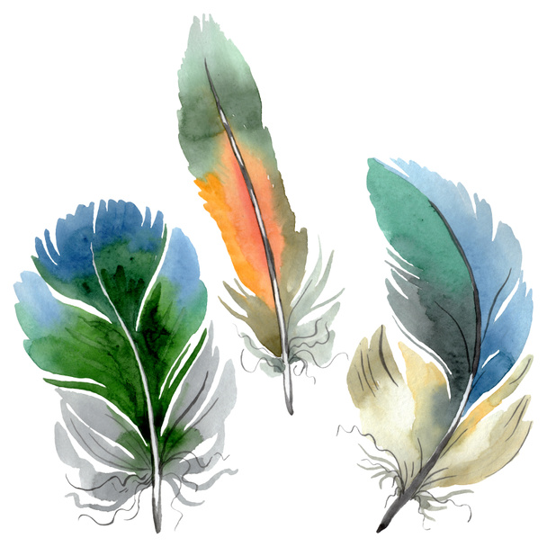 Colorful bird feather from wing isolated. Watercolor background illustration set. Isolated feather illustration element. - Fotoğraf, Görsel