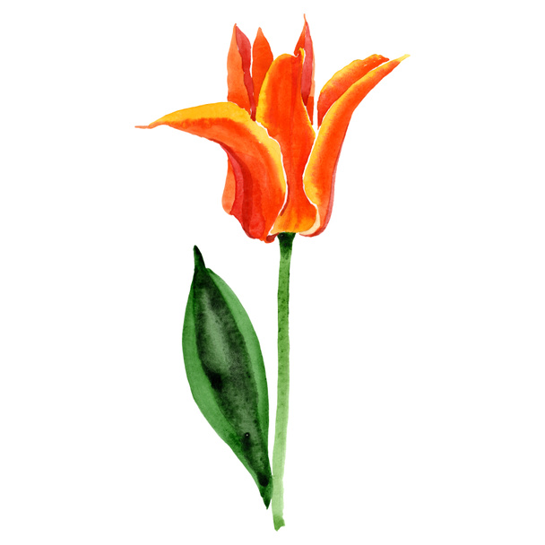 Orange tulip floral botanical flowers. Watercolor background illustration set. Isolated tulips illustration element. - Фото, изображение