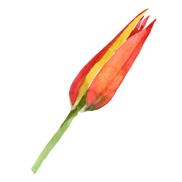 オレンジチューリップの花の植物の花。●水彩背景イラストセット。分離されたチューリップイラスト要素. - 写真・画像