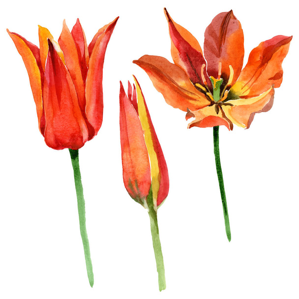 Orange tulip floral botanical flowers. Watercolor background illustration set. Isolated tulips illustration element. - 写真・画像