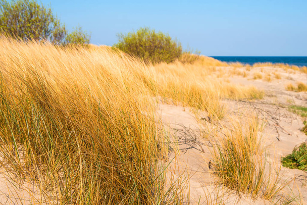 Lonesome пляжі Балтійського моря, Синє небо і дюни - Фото, зображення