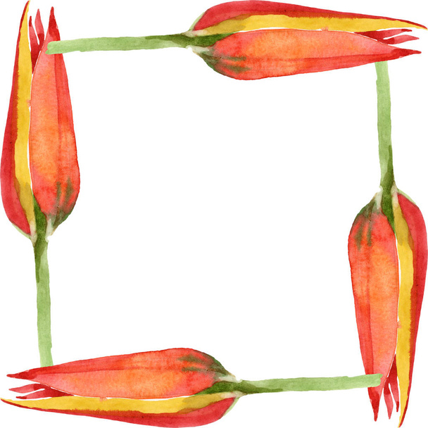Pomerančový Tulipán květinové botanické květy. Vodný obrázek pozadí-barevný. Orámovaná hranatá hranice. - Fotografie, Obrázek