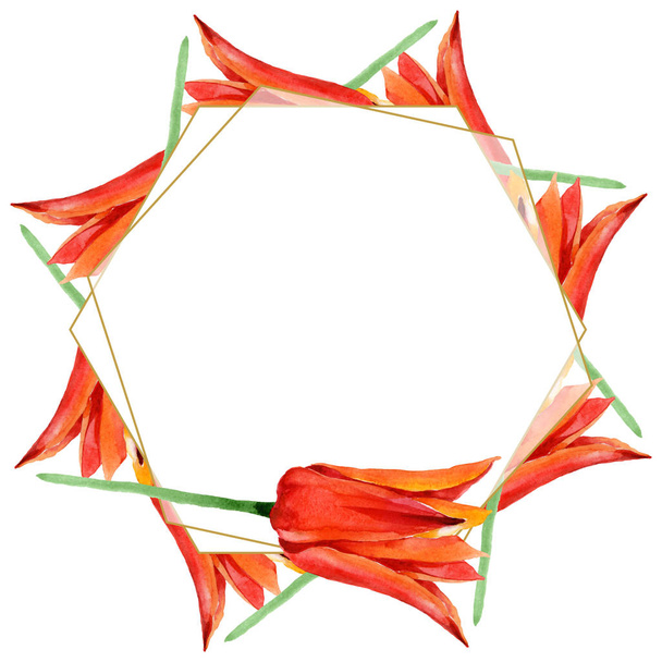オレンジチューリップの花の植物の花。●水彩背景イラストセット。フレームボーダーオーナメント正方形. - 写真・画像