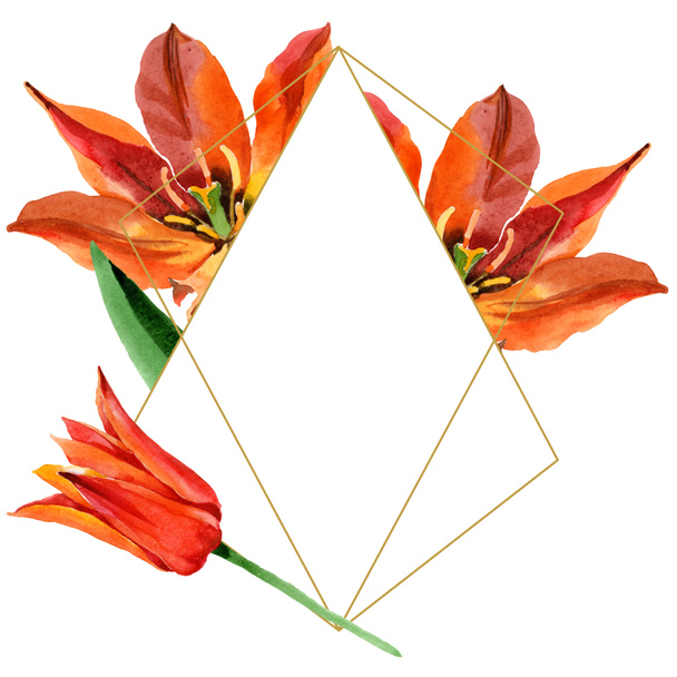 Tulipan pomarańczowy kwiatowy kwiatów botanicznych. Akwarela zestaw ilustracji tła. Obramowanie ramy ornament kwadrat. - Zdjęcie, obraz