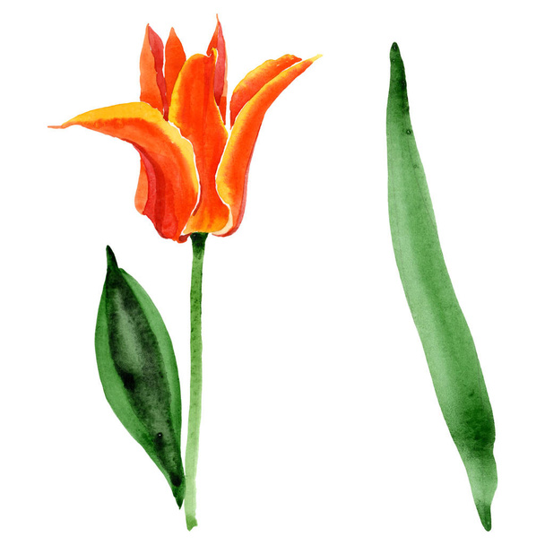 Flores botánicas florales de tulipán naranja. Conjunto de ilustración de fondo acuarela. Elemento ilustrativo de tulipanes aislados
. - Foto, Imagen