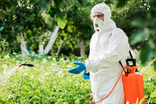 Trabalhador pulveriza pesticidas orgânicos nas plantas
 - Foto, Imagem