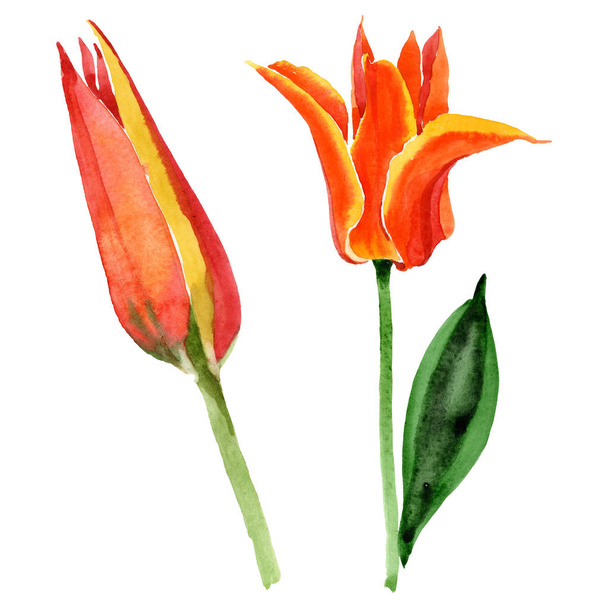 Orange tulip floral botanical flowers. Watercolor background illustration set. Isolated tulips illustration element. - Foto, Imagen