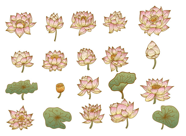 Hand drawn lotus flower isolate vector set,flat lotus - Vector, imagen