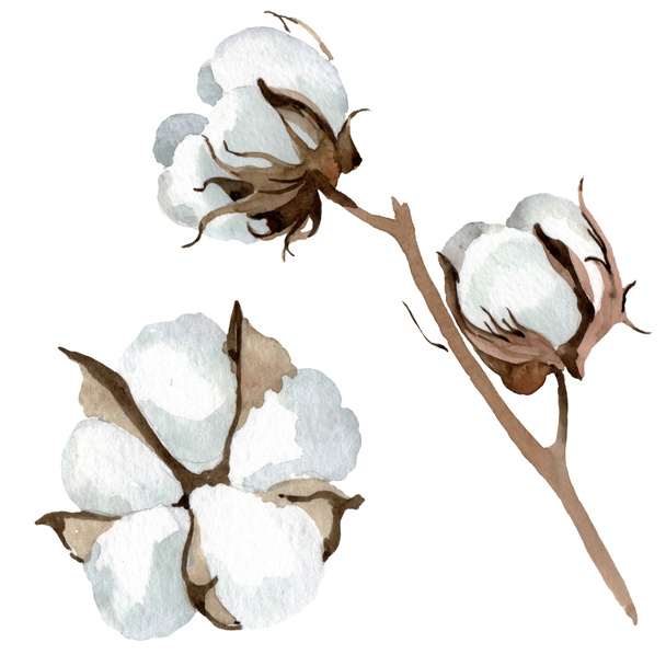 Λευκά βαμβακερά λουλούδια λουλουδιών. Σύνολο εικονογράφησης φόντου. Μεμονωμένο στοιχείο απεικόνισης βαμβακιού. - Φωτογραφία, εικόνα