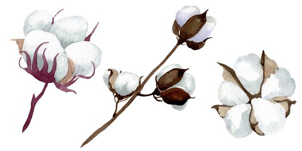 Flores botánicas florales de algodón blanco. Conjunto de ilustración de fondo acuarela. Elemento de ilustración de algodón aislado
. - Foto, Imagen
