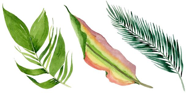 Palm Beach fa elhagyja dzsungel botanikus. Akvarell háttér illusztráció meg. Izolált levelek illusztrációs elem. - Fotó, kép