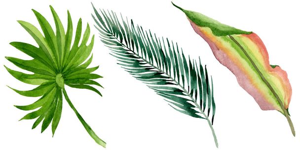 Palm plage arbre feuilles jungle botanique. Ensemble d'illustration de fond aquarelle. Feuilles isolées élément d'illustration
. - Photo, image