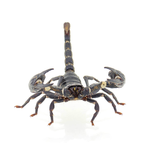 escorpión aislado sobre fondo blanco - Foto, imagen