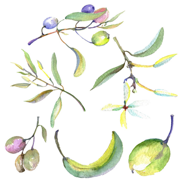 Olive branch with black and green fruit. Watercolor background illustration set. Isolated olives illustration element. - Fotoğraf, Görsel