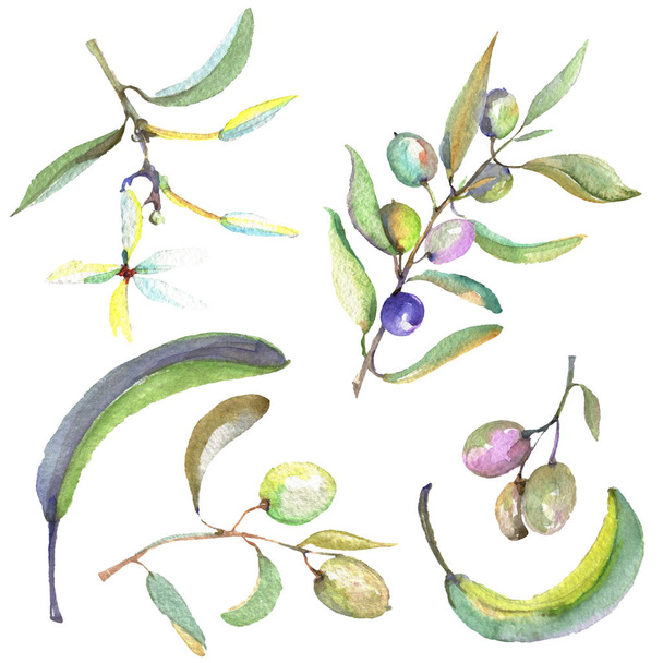 Olive branch with black and green fruit. Watercolor background illustration set. Isolated olives illustration element. - 写真・画像