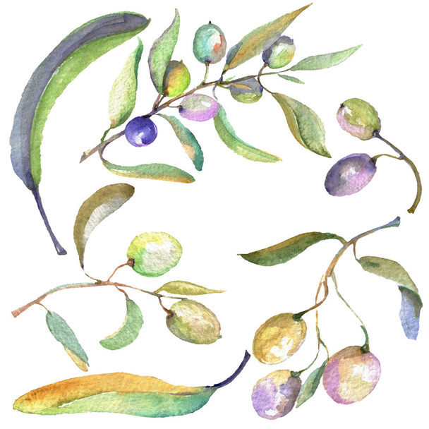 Olive branch with black and green fruit. Watercolor background illustration set. Isolated olives illustration element. - Foto, afbeelding