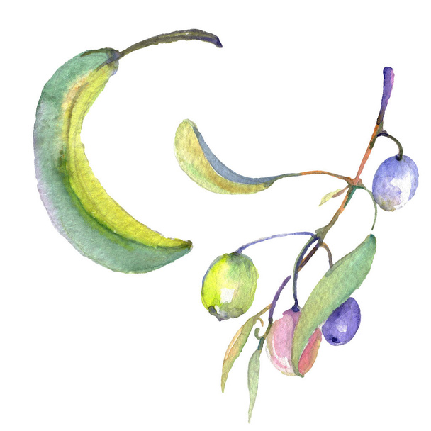 Olive branch with black and green fruit. Watercolor background illustration set. Isolated olives illustration element. - Foto, Bild