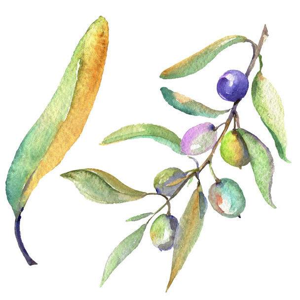 Rama de olivo con fruta negra y verde. Conjunto de ilustración de fondo acuarela. Elemento ilustrativo de aceitunas aisladas
. - Foto, imagen