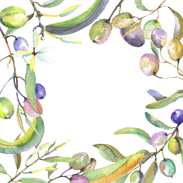 Gałązka oliwna z czarnym i zielonym owocem. Akwarela zestaw ilustracji tła. Obramowanie ramy ornament kwadrat. - Zdjęcie, obraz