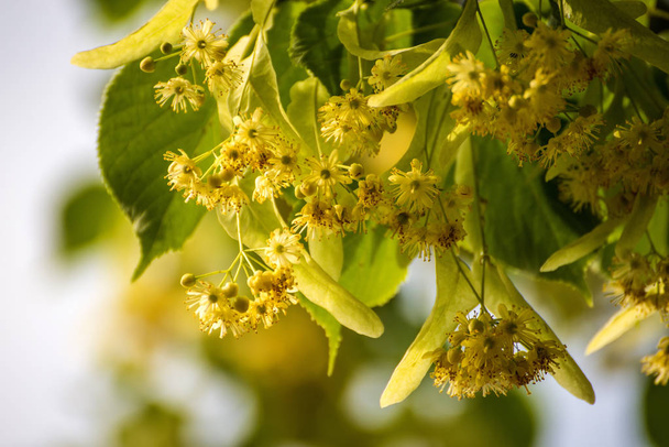 lime-tree blossom in summer - Photo, Image