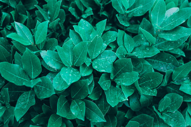 Nature background with wet green leaves. - Φωτογραφία, εικόνα