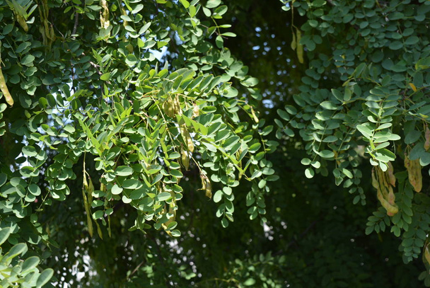 Las ramas verdes de una acacia se inclinan en el viento. Fondo de hoja verde inusual hecho de hojas inclinadas
. - Foto, Imagen