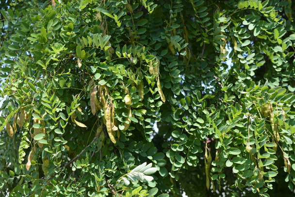 Las ramas verdes de una acacia se inclinan en el viento. Fondo de hoja verde inusual hecho de hojas inclinadas
. - Foto, Imagen