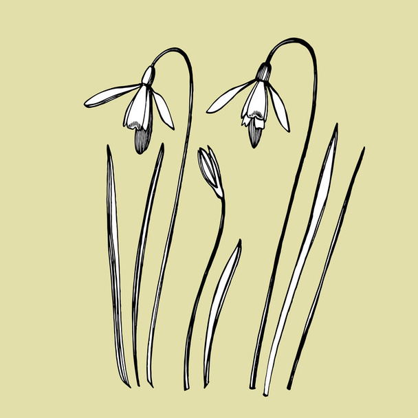 Snowdrop spring flowers. Botanical plant illustration. Vintage medicinal herbs sketch set of ink hand drawn medical herbs and plants sketch. - Фото, зображення