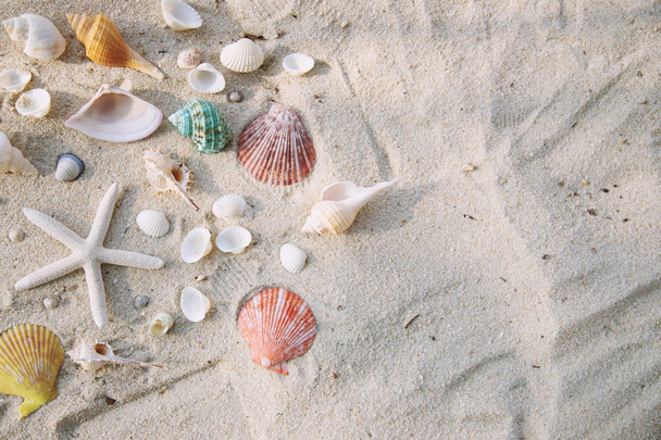 Plaj kum beyaz arka plan üzerinde deniz kabukları ile yaz saati kavramı. dekorasyon için boş alan Üst görünüm. - Fotoğraf, Görsel