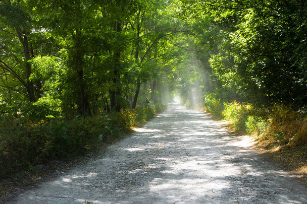 landscape with trees and the road. a tunnel of trees. rays of light through the branches. - Photo, Image