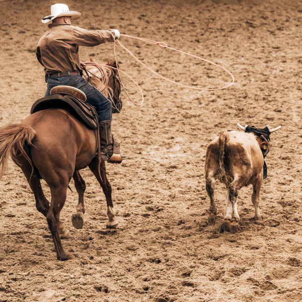 Cowboy cordata un vitello a rode show
 - Foto, immagini