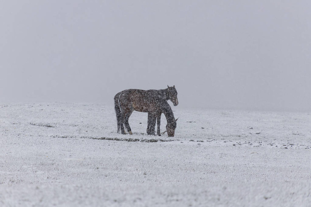 Άλογα στο χιονισμένο βουνίσιο λιβάδι κάτω από το χιόνι. Ταξίδια στην Κιργιζία - Φωτογραφία, εικόνα