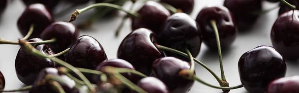 panoramic shot of fresh, sweet and ripe cherries on white background  - Фото, изображение