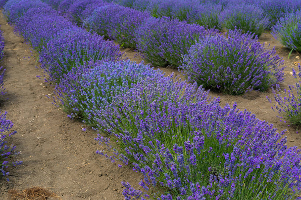 Lavender field on summer - Zdjęcie, obraz