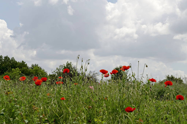 Свіже трав'яне поле з цвітом і бутоном червоного маку або Папуна Wildflower в місті Разград, Болгарія, Європа     - Фото, зображення