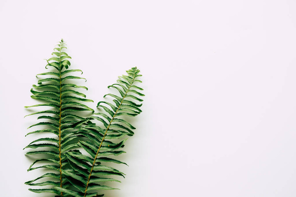 tropical plants on white background - Photo, Image