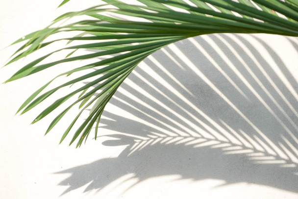 abstract background texture of shadows palm leaves on a concrete - Photo, Image