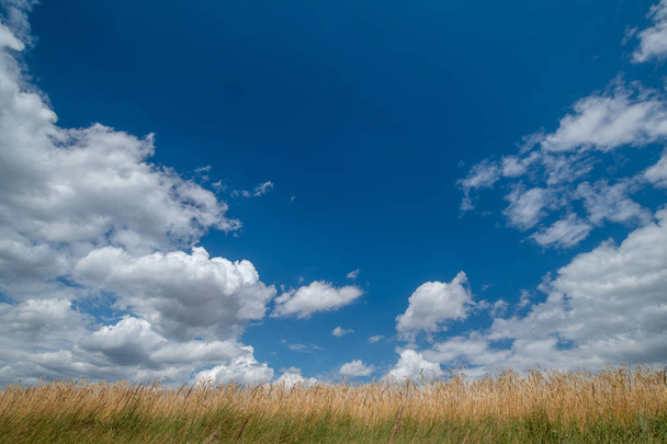 Hermoso campo de verano en un día soleado sin nubes
  - Foto, imagen