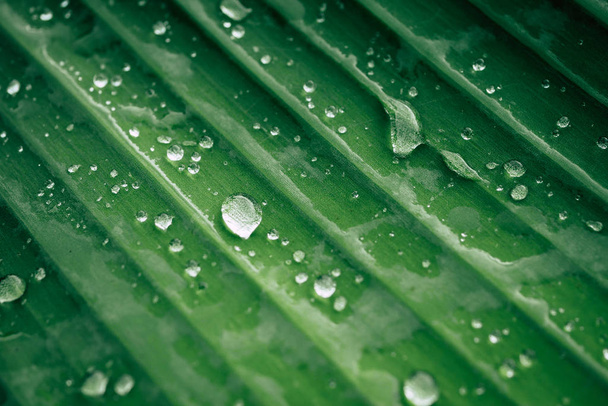 Wassertropfen auf den Blättern. Hintergrund der grünen Natur - Foto, Bild